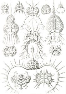 Spyroidea–Nükchenstrahlinge from Kunstformen der Natur (1904) by Ernst Haeckel.. Free illustration for personal and commercial use.