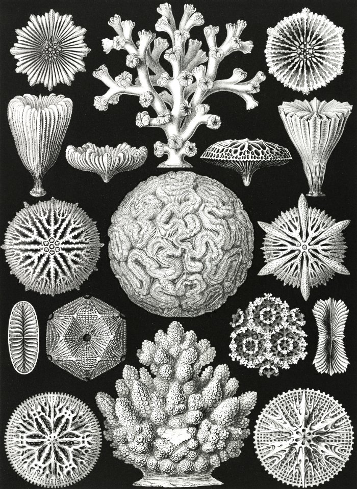 Hexacoralla–Sechsstrahlige Sternkorallen from Kunstformen der Natur (1904) by Ernst Haeckel.