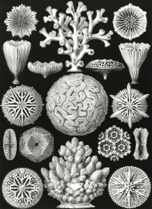 Hexacoralla–Sechsstrahlige Sternkorallen from Kunstformen der Natur (1904) by Ernst Haeckel.