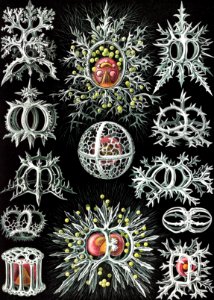 Stephoidea–Ringelstrahlinge from Kunstformen der Natur (1904) by Ernst Haeckel.. Free illustration for personal and commercial use.