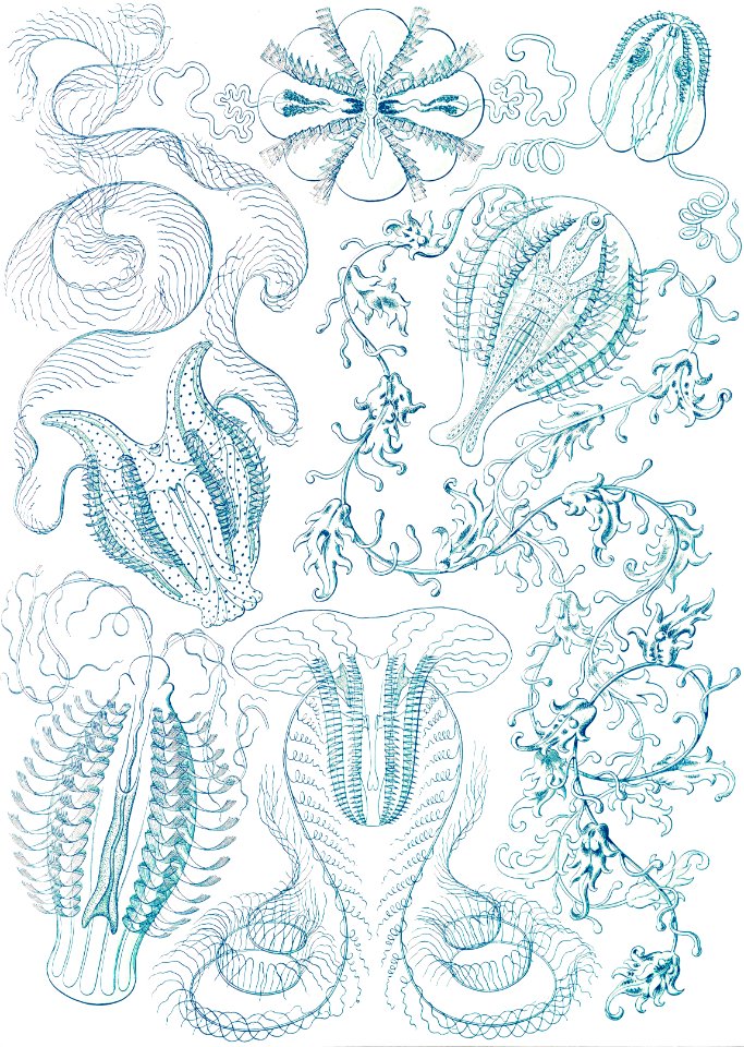 Ctenophorae–Kammquallen from Kunstformen der Natur (1904) by Ernst Haeckel.