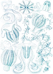 Ctenophorae–Kammquallen from Kunstformen der Natur (1904) by Ernst Haeckel.. Free illustration for personal and commercial use.
