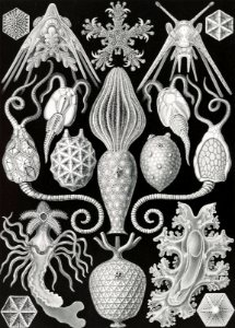 Amphoridea–Urnensterne from Kunstformen der Natur (1904) by Ernst Haeckel.. Free illustration for personal and commercial use.