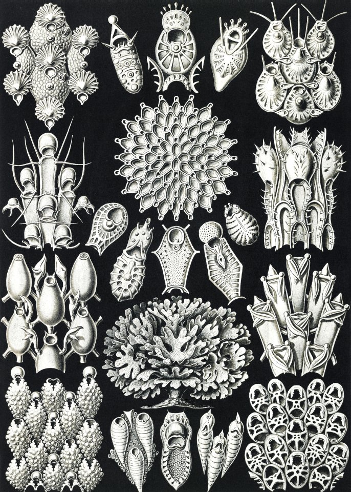 Bryozoa–Woostiere from Kunstformen der Natur (1904) by Ernst Haeckel.