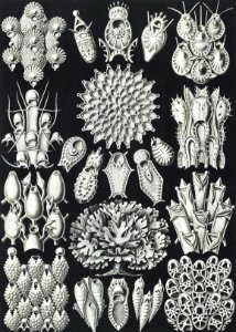 Bryozoa–Woostiere from Kunstformen der Natur (1904) by Ernst Haeckel.. Free illustration for personal and commercial use.
