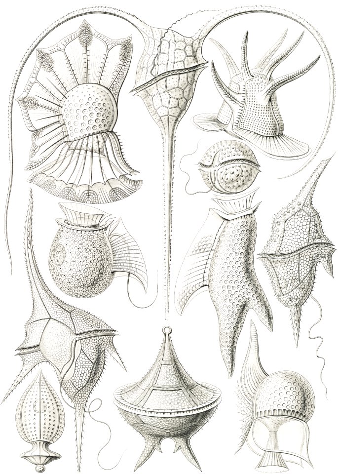 Peridinea–Geikelhütchen from Kunstformen der Natur (1904) by Ernst Haeckel.