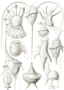 Peridinea–Geikelhütchen from Kunstformen der Natur (1904) by Ernst Haeckel.. Free illustration for personal and commercial use.