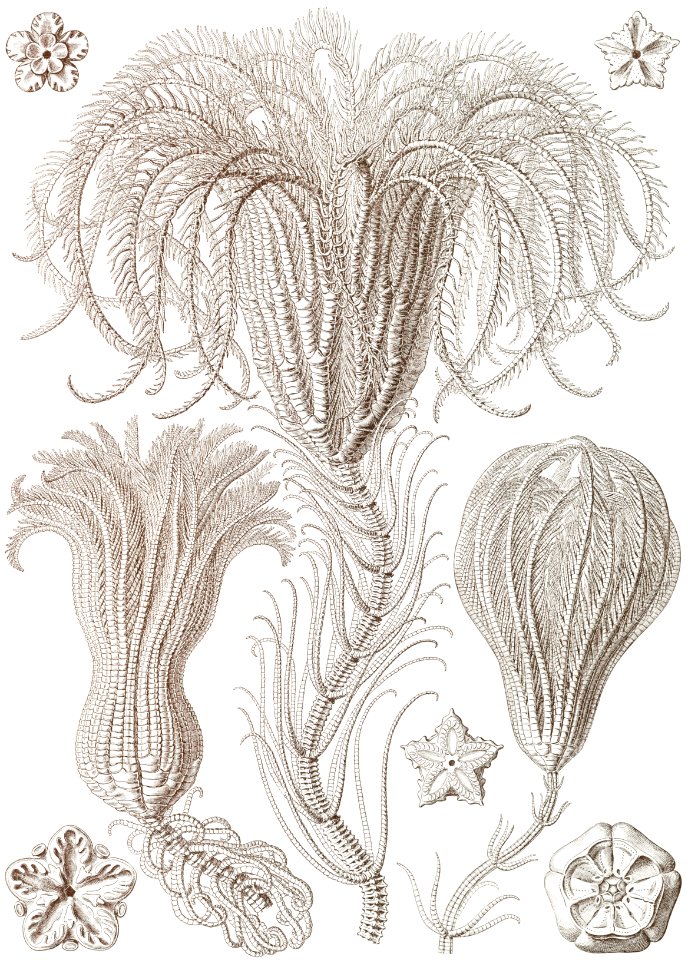 Crinoidea–Palmensterne from Kunstformen der Natur (1904) by Ernst Haeckel.