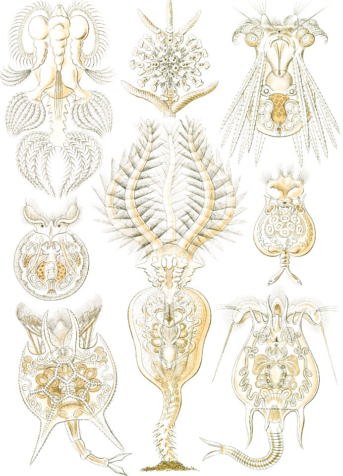 Rotatoria–Rädertiere from Kunstformen der Natur (1904) by Ernst Haeckel.. Free illustration for personal and commercial use.