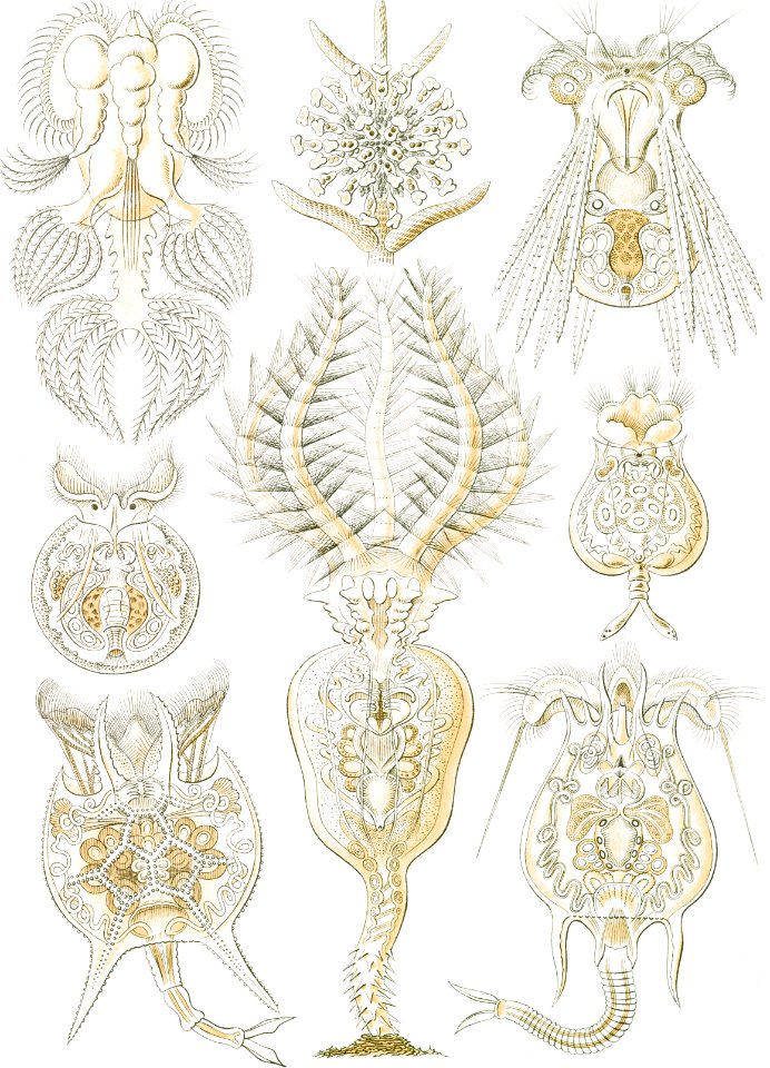 Rotatoria–Rädertiere from Kunstformen der Natur (1904) by Ernst Haeckel.
