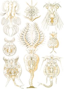 Rotatoria–Rädertiere from Kunstformen der Natur (1904) by Ernst Haeckel.. Free illustration for personal and commercial use.