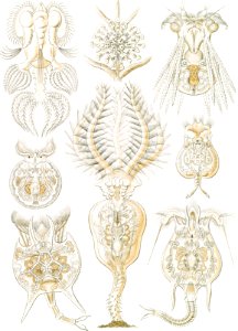 Rotatoria–Rädertiere from Kunstformen der Natur (1904) by Ernst Haeckel.