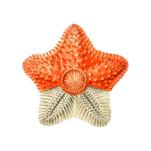 Vintage starfish marine life illustration