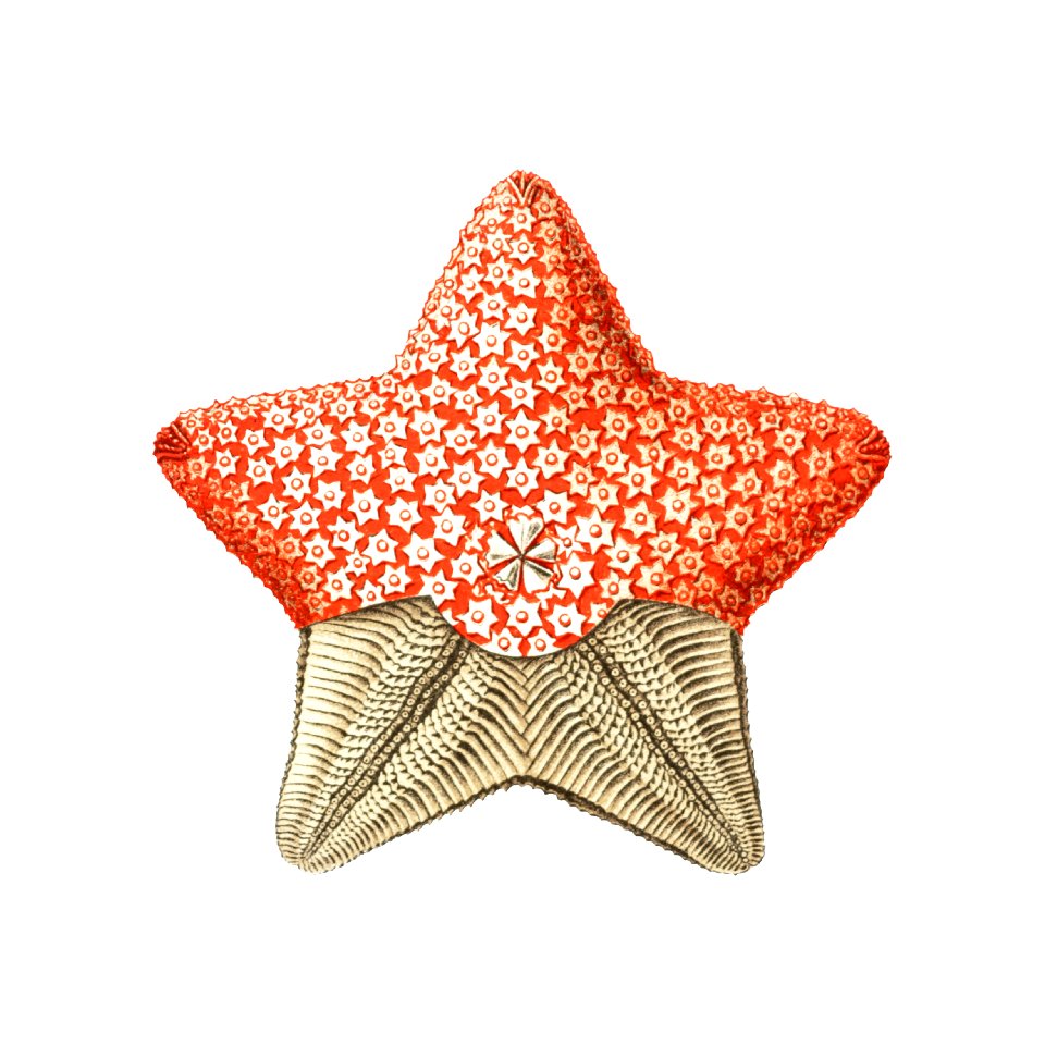 Vintage starfish marine life illustration
