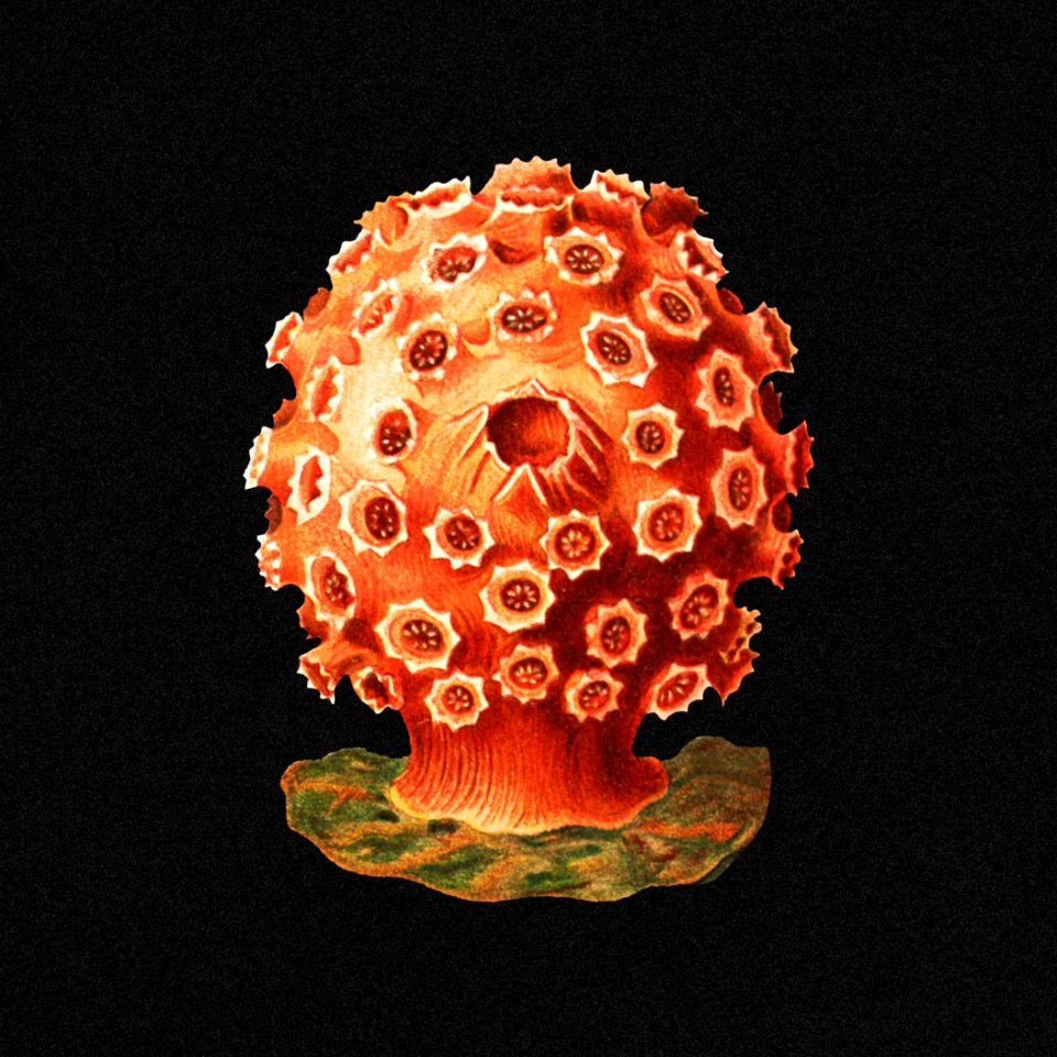 Colorful vintage tunicate marine life illustration