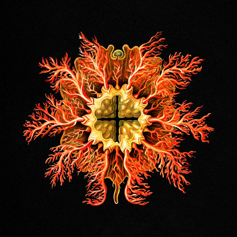 Colorful vintage tunicate marine life illustration