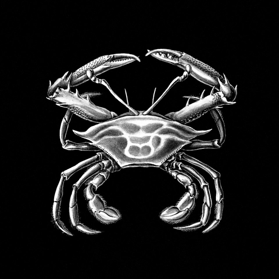 Vintage crab marine life illustration
