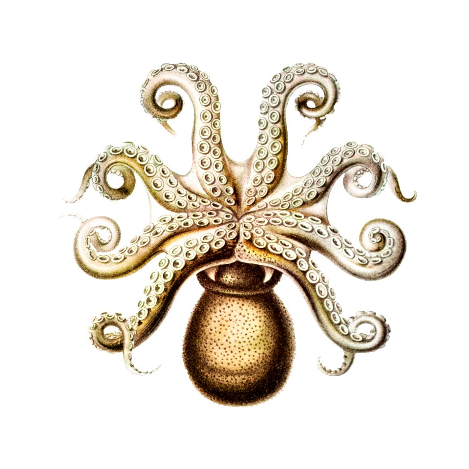 Vintage octopus marine life illustration