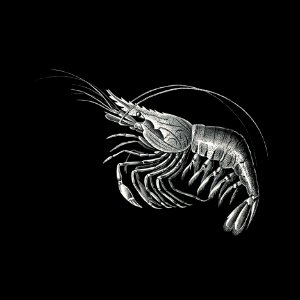 Vintage prawn marine life illustration. Free illustration for personal and commercial use.