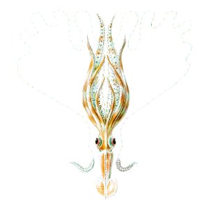 Vintage squid marine life illustration. Free illustration for personal and commercial use.