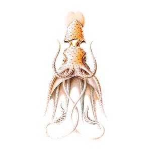 Vintage squid marine life illustration. Free illustration for personal and commercial use.