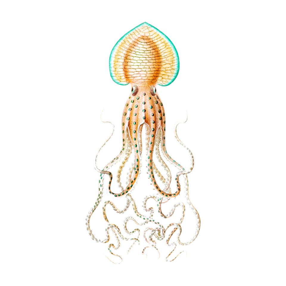 Vintage squid marine life illustration. Free illustration for personal and commercial use.