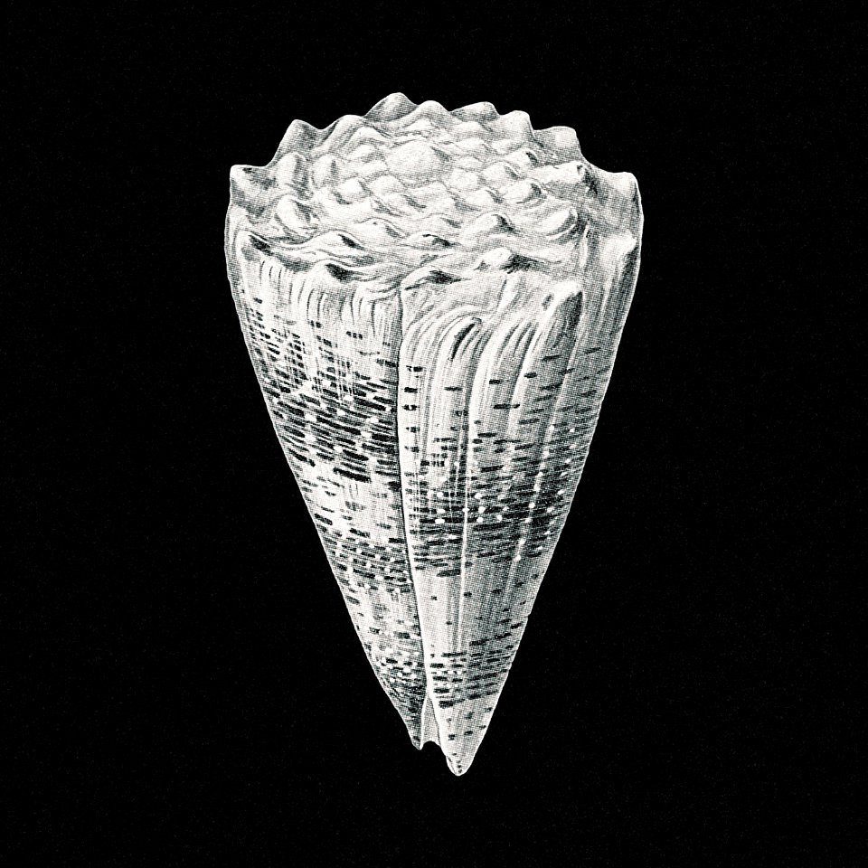 Vintage shell marine life illustration