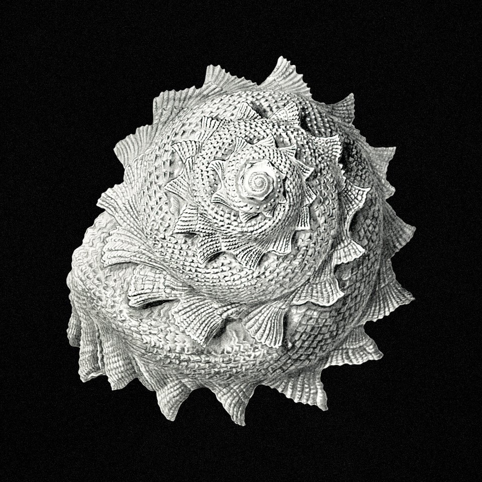 Vintage shell marine life illustration