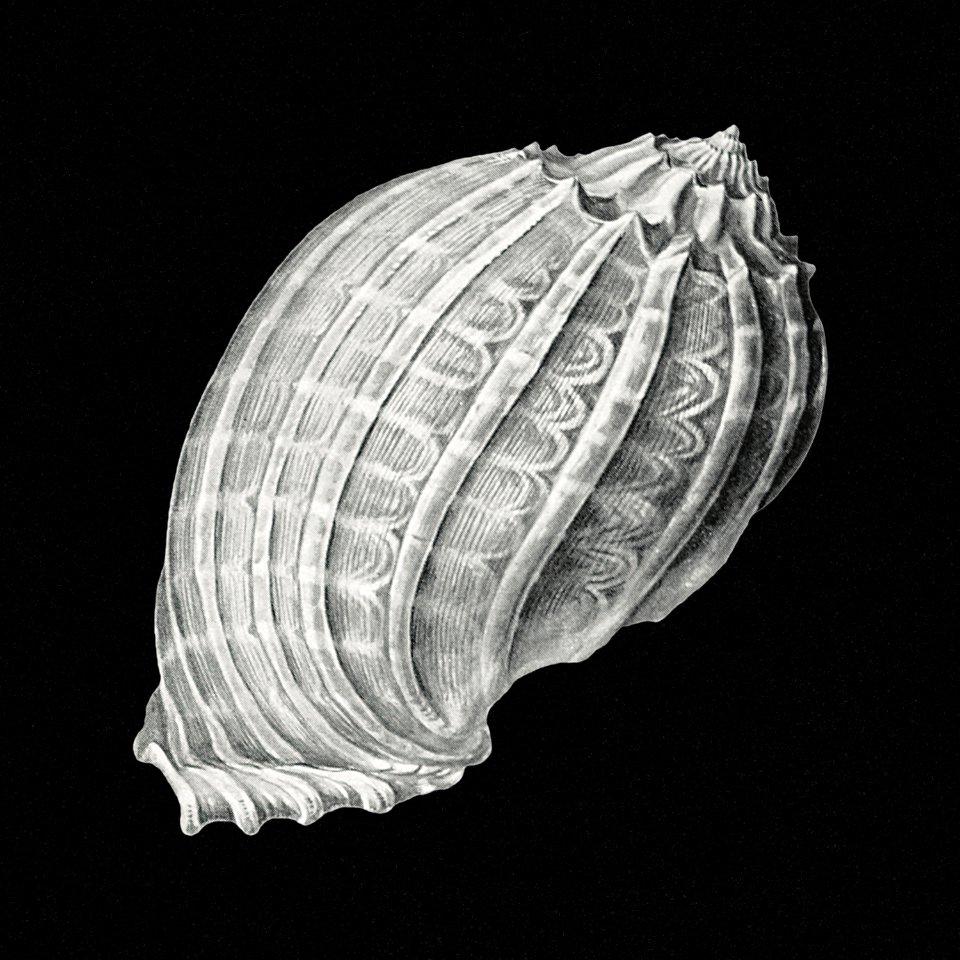 Vintage shell marine life illustration. Free illustration for personal and commercial use.