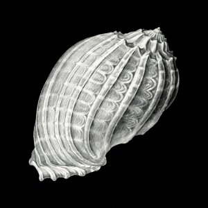 Vintage shell marine life illustration