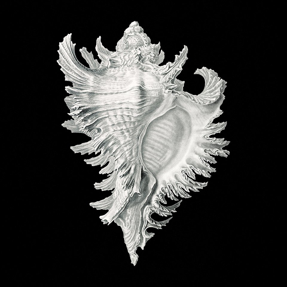 Vintage shell marine life illustration