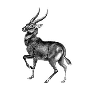 Vintage antelope wildlife illustration