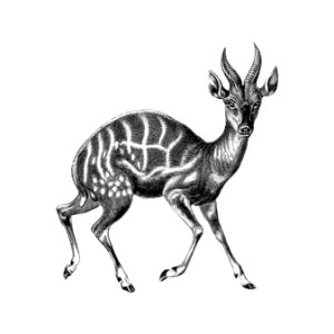 Vintage antelope wildlife illustration. Free illustration for personal and commercial use.