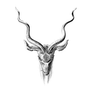 Vintage antelope wildlife illustration