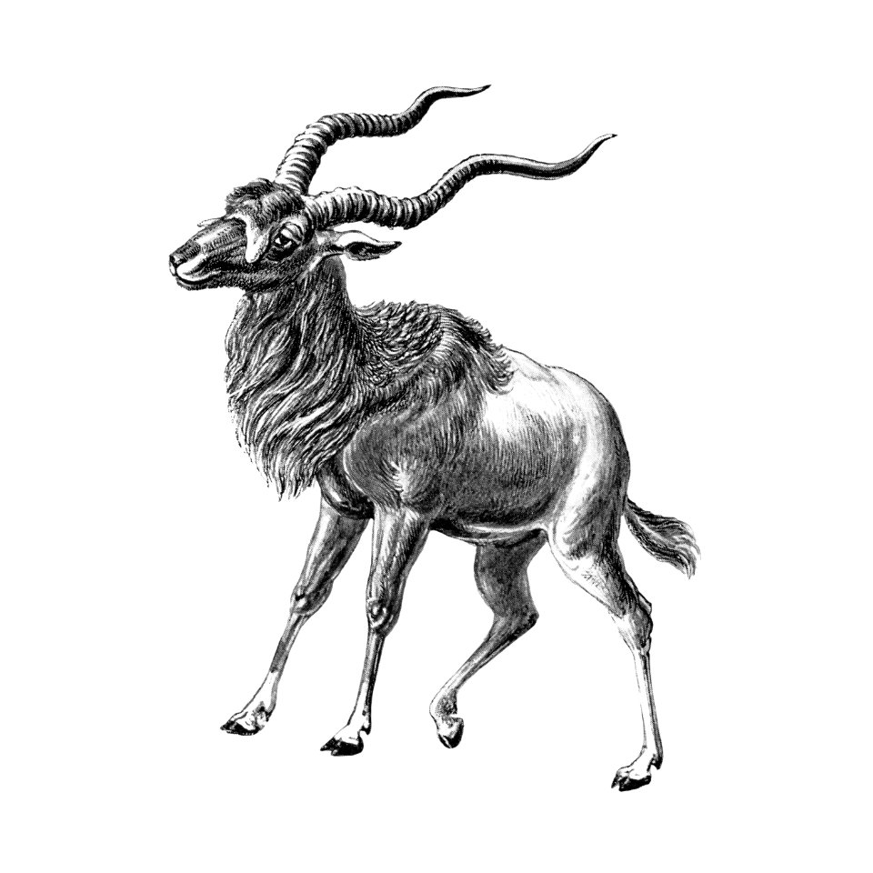 Vintage antelope wildlife illustration