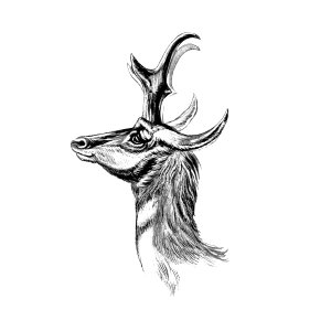 Vintage antelope wildlife illustration. Free illustration for personal and commercial use.