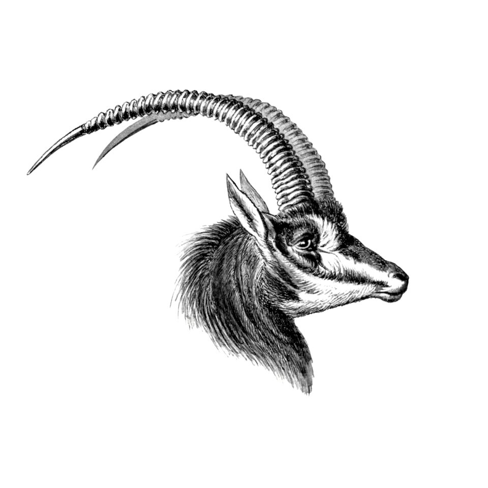 Vintage antelope wildlife illustration