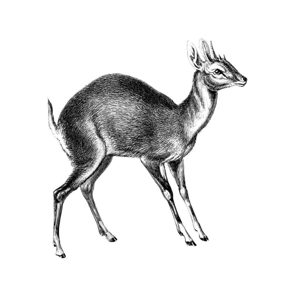 Vintage antelope wildlife illustration