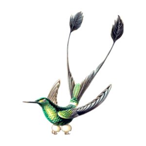 Colorful vintage hummingbird illustration