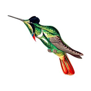 Colorful vintage hummingbird illustration. Free illustration for personal and commercial use.