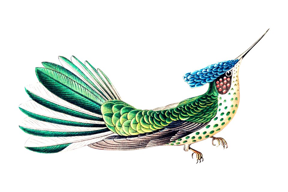 Colorful vintage hummingbird illustration