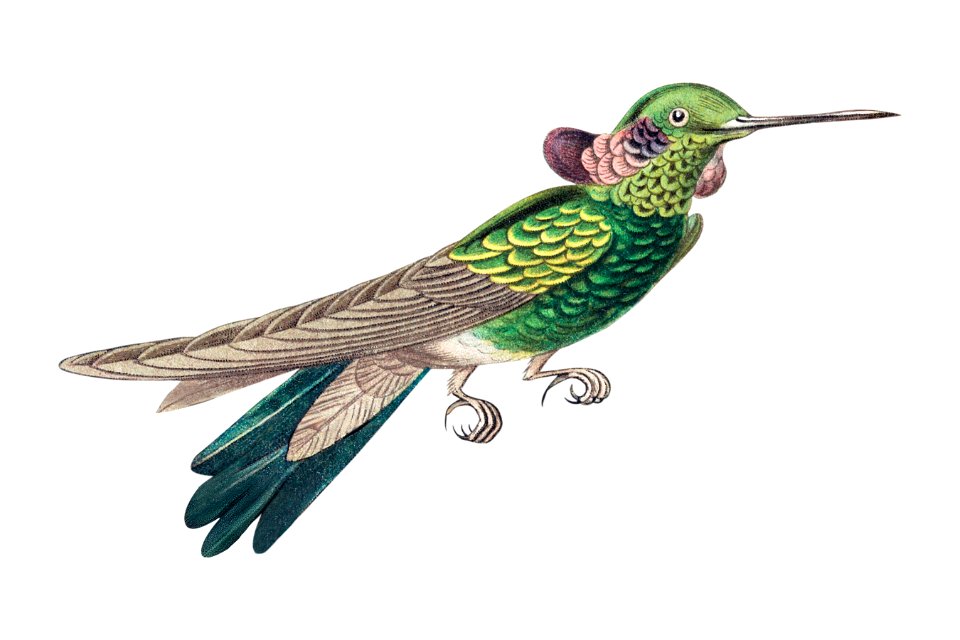 Colorful vintage hummingbird illustration