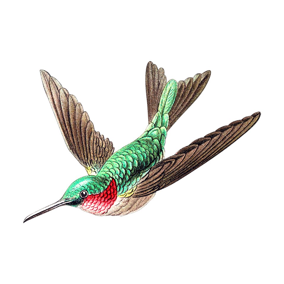 Colorful vintage hummingbird illustration