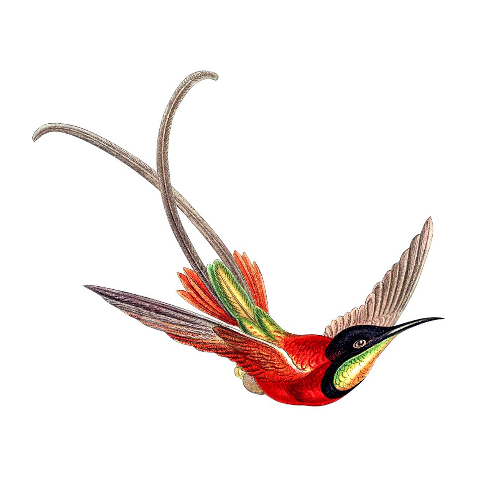 Colorful vintage hummingbird illustration