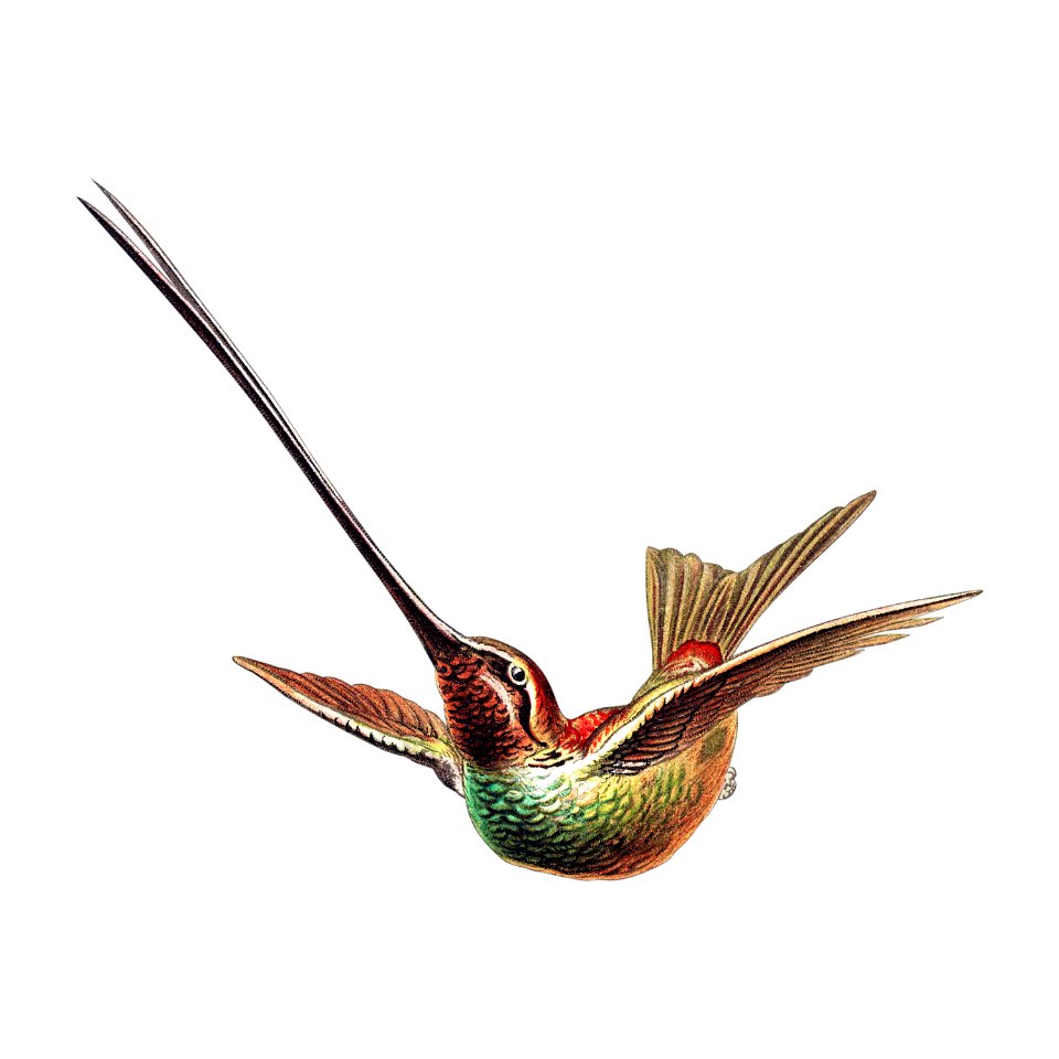 Colorful vintage hummingbird illustration. Free illustration for personal and commercial use.