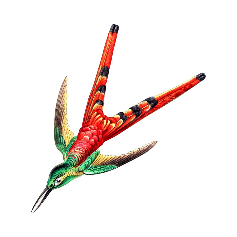 Colorful vintage hummingbird illustration