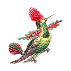 Colorful vintage hummingbird illustration. Free illustration for personal and commercial use.