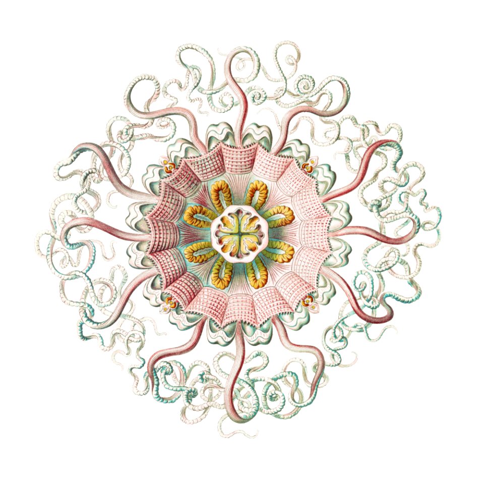 Vintage jellyfish marine life illustration
