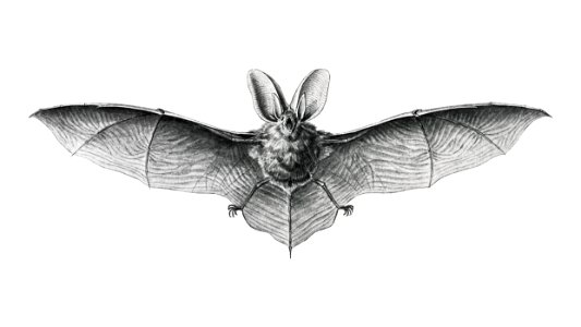 Vintage bat illustration on white background