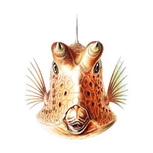 Vintage fish illustration on white background. Free illustration for personal and commercial use.